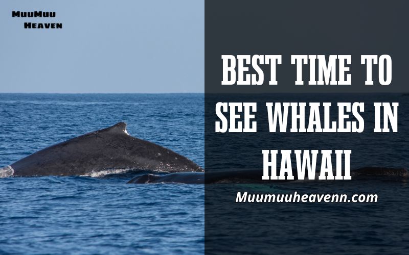 Discover the Best Time to See Whales in Hawaii 2024 with Muumuuheaven
