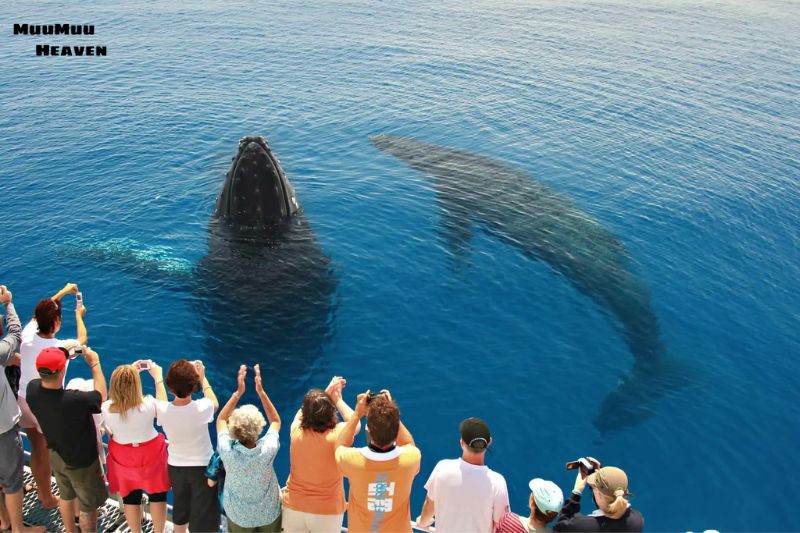 Maximizing Your Whale Watching Experience