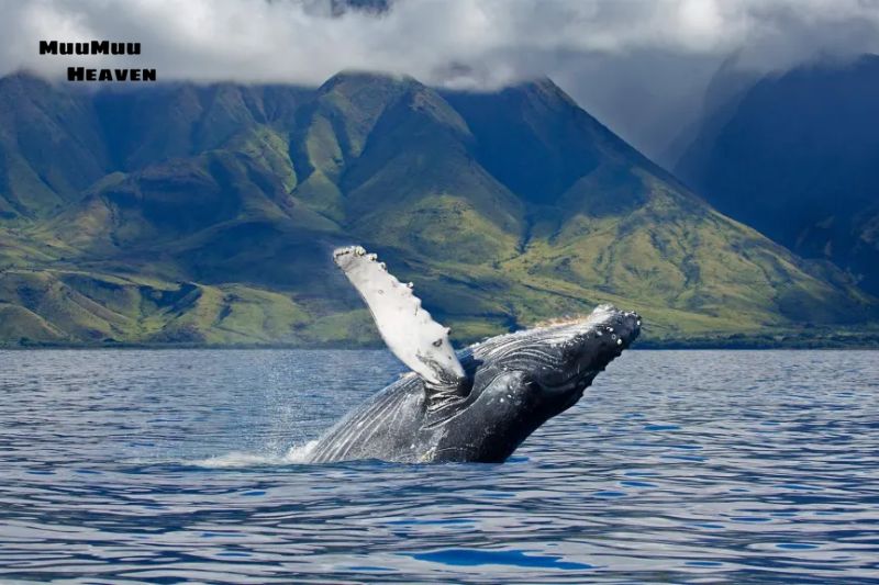 When Is the Best Time to See Whales in Hawaii