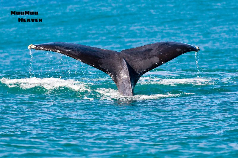Why Hawaii is a Premier Destination for Whale Watching