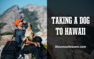 Requirements for Taking a Dog to Hawaii A Comprehensive Guide 2024