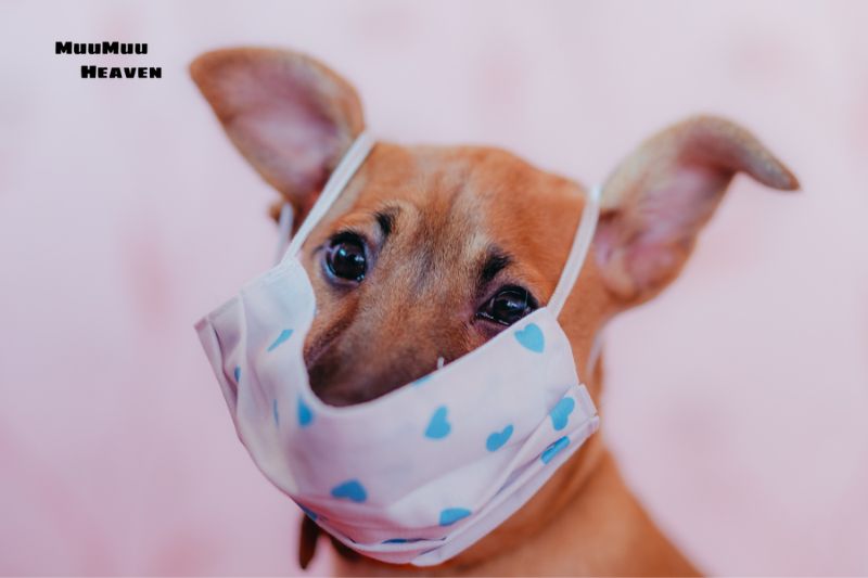 Understanding Hawaii's Quarantine Regulations for Dogs